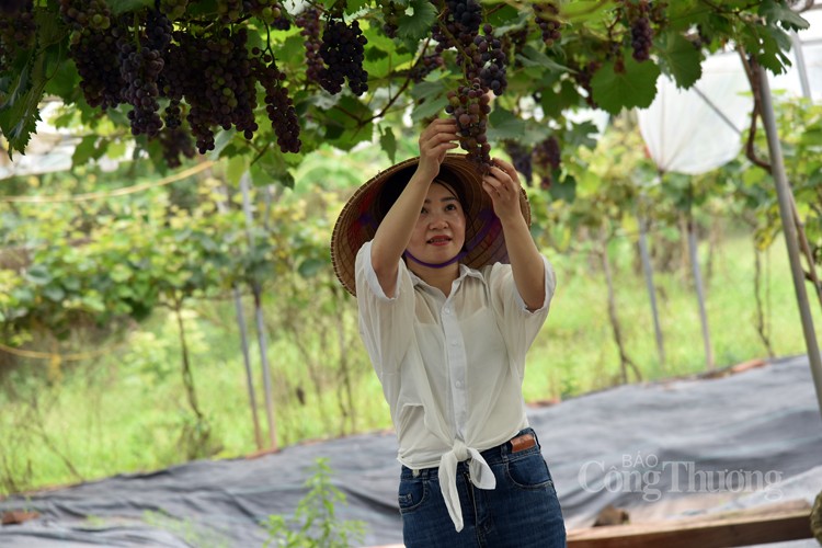 Nông dân Hoài Đức thu nửa tỷ đồng nhờ trồng nho hạ đen