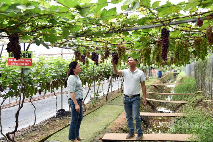 Nông dân Hoài Đức thu nửa tỷ đồng nhờ trồng nho hạ đen