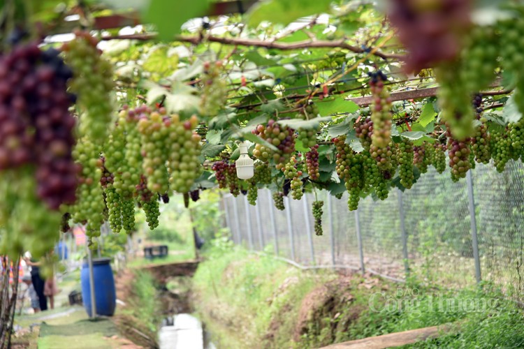 Nông dân Hoài Đức thu nửa tỷ đồng nhờ trồng nho hạ đen