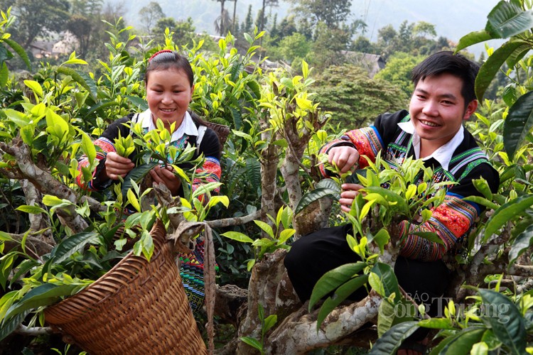 Huyện Văn Chấn: Nâng cao chất lượng đặc sản, nông sản