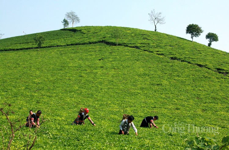Huyện Văn Chấn: Nâng cao chất lượng đặc sản, nông sản