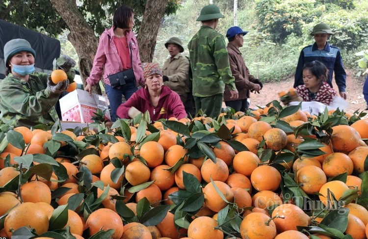 Huyện Văn Chấn: Nâng cao chất lượng đặc sản, nông sản