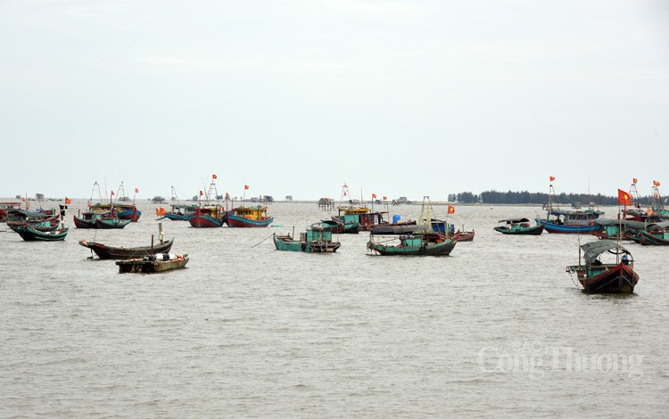 Ngư dân huyện Giao Thủy phấn khởi vì được mùa cá khoai Ngư dân huyện Giao Thủy phấn khởi vì được mùa cá khoai