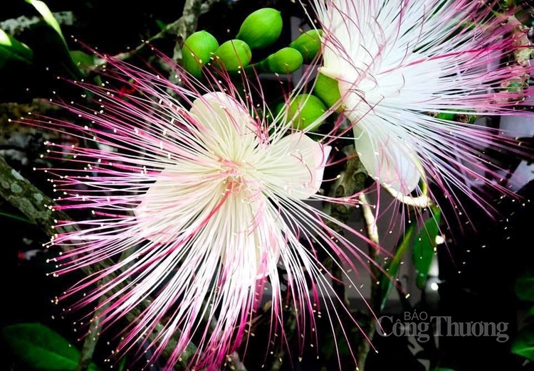 Cây bàng vuông - Vững vàng nơi đảo tiền tiêu Lý Sơn