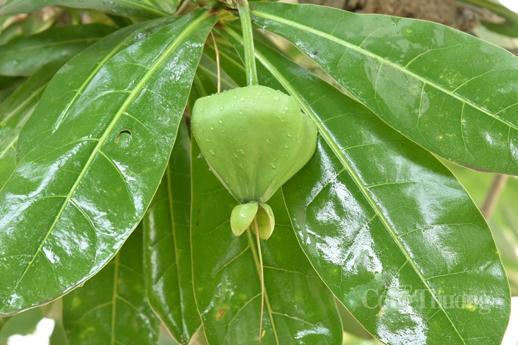 Cây bàng vuông - Vững vàng nơi đảo tiền tiêu Lý Sơn