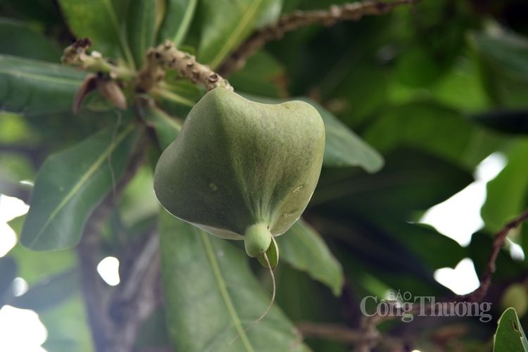 Cây bàng vuông - Vững vàng nơi đảo tiền tiêu Lý Sơn