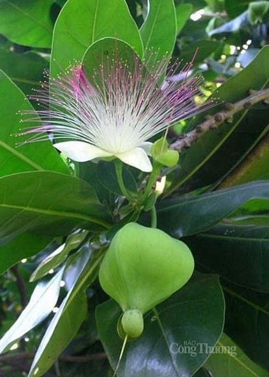 cay bang vuong vung vang noi dao tien tieu ly son