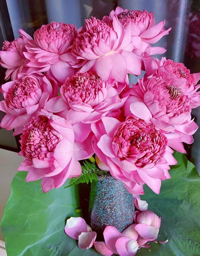 Độc, lạ hoa sen super lotus Độc, lạ hoa sen super lotus