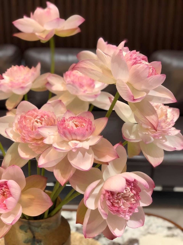 Độc, lạ hoa sen super lotus Độc, lạ hoa sen super lotus