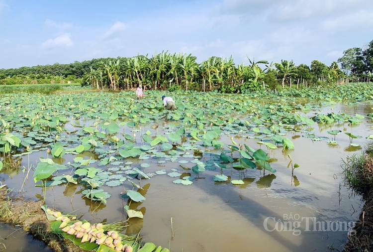 Độc, lạ hoa sen super lotus