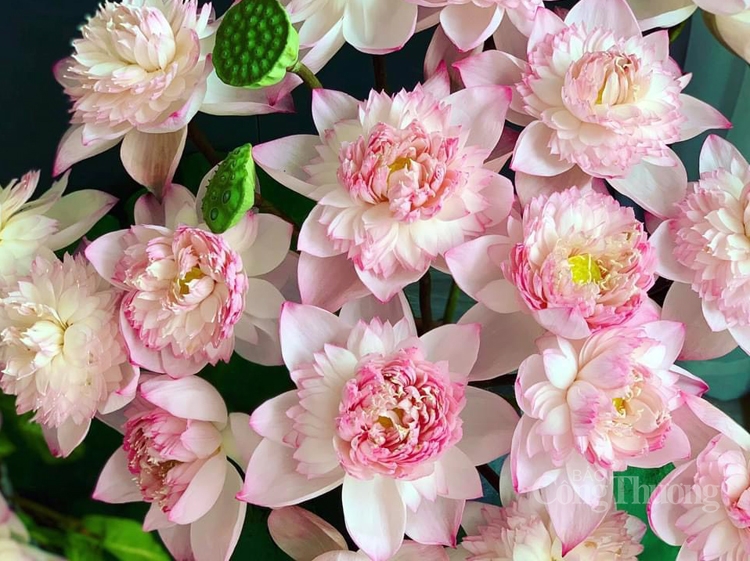 Độc, lạ hoa sen super lotus Độc, lạ hoa sen super lotus