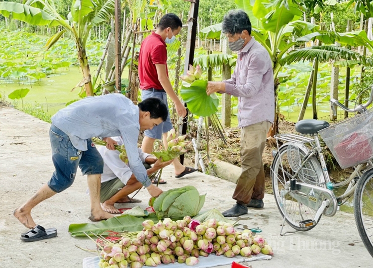 Độc, lạ hoa sen super lotus Độc, lạ hoa sen super lotus