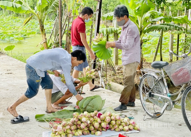 Độc, lạ hoa sen super lotus