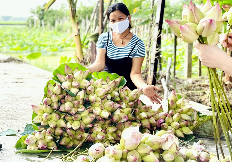 Độc, lạ hoa sen super lotus