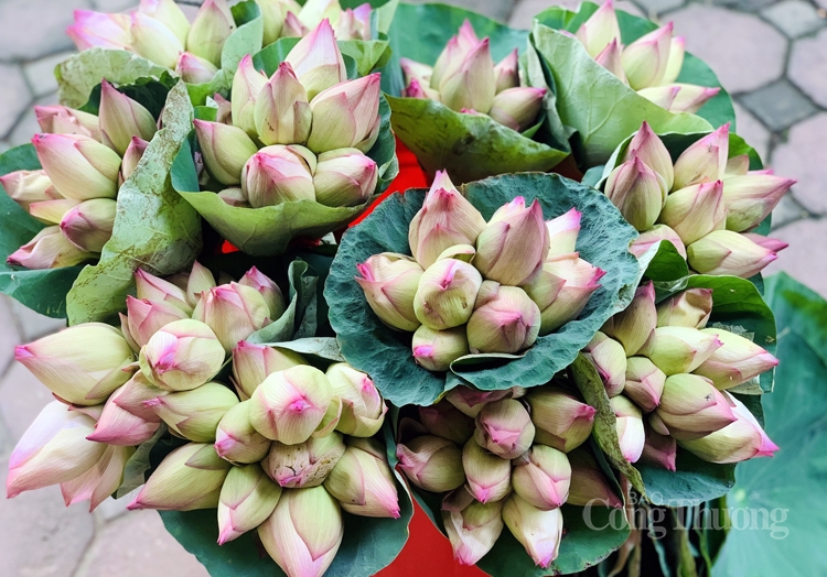 Độc, lạ hoa sen super lotus Độc, lạ hoa sen super lotus