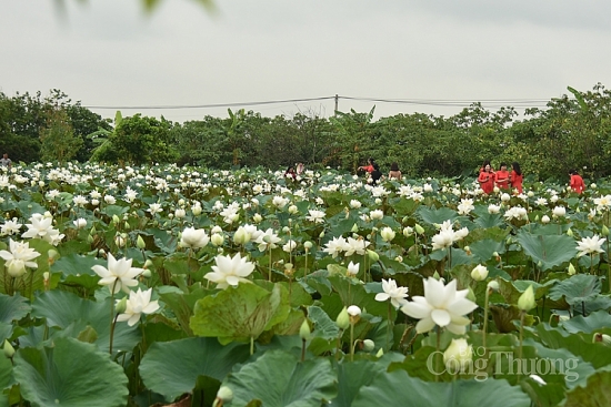 Hoa sen trong đời sống và văn hóa người Việt