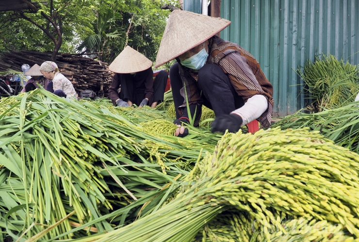 Làng cốm Mễ Trì sôi động trở lại sau giãn cách