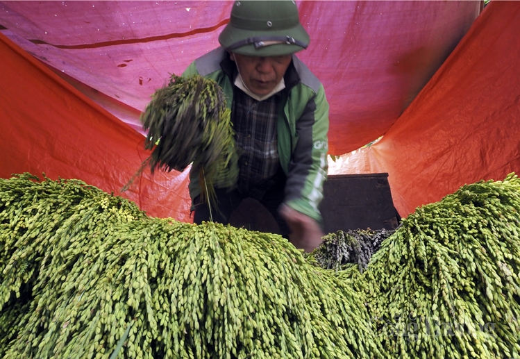 Làng cốm Mễ Trì sôi động trở lại sau giãn cách Làng cốm Mễ Trì sôi động trở lại sau giãn cách