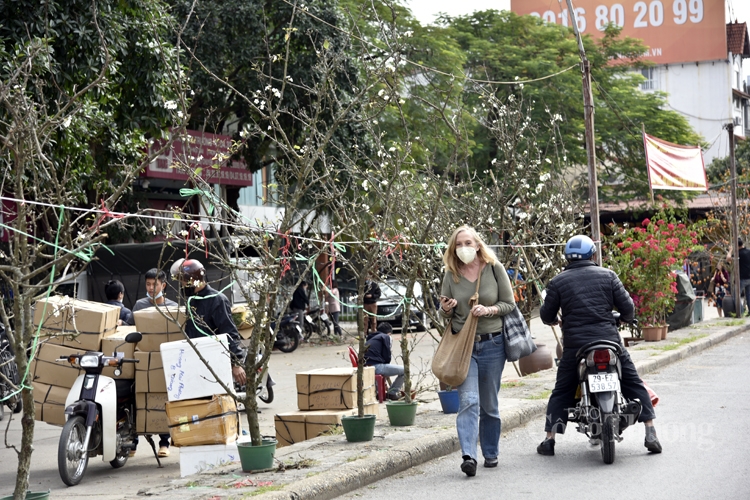 Hoa lê rừng bất ngờ xuất hiện giữa Thủ đô