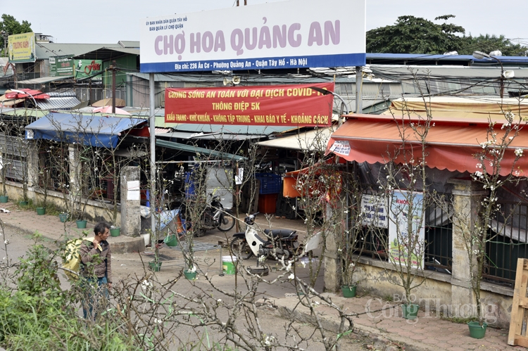 Hoa lê rừng bất ngờ xuất hiện giữa Thủ đô Hoa lê rừng bất ngờ xuất hiện giữa Thủ đô
