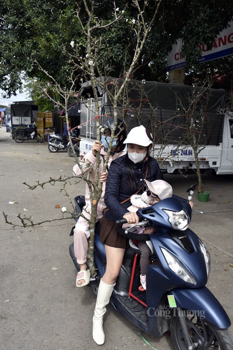 Hoa lê rừng bất ngờ xuất hiện giữa Thủ đô Hoa lê rừng bất ngờ xuất hiện giữa Thủ đô