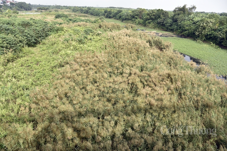 Hoa lau bung nở, nét chấm phá dưới chân cầu Long Biên