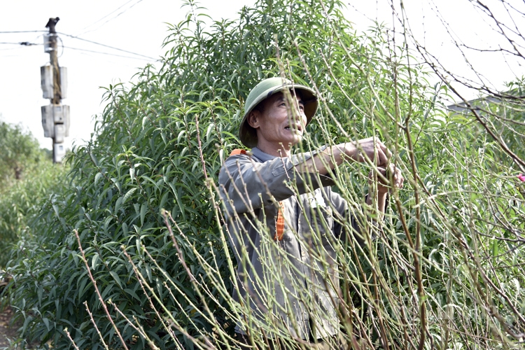 Người trồng đào Nhật Tân tất bật chuẩn bị mùa đào Tết Người trồng đào Nhật Tân tất bật chuẩn bị mùa đào Tết