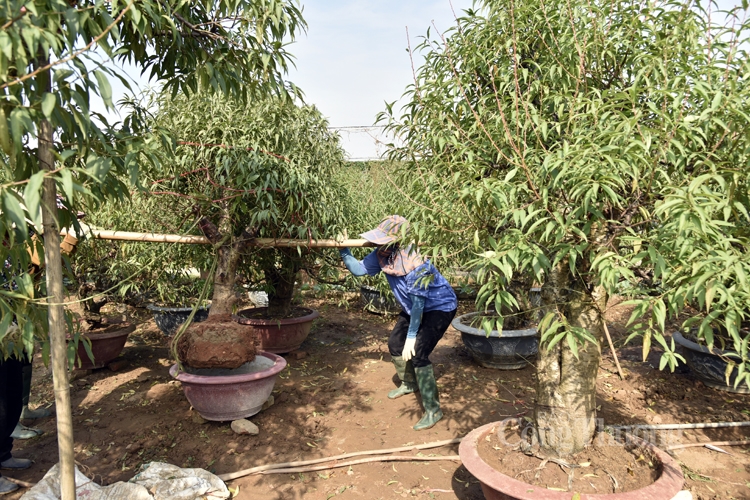 Người trồng đào Nhật Tân tất bật chuẩn bị mùa đào Tết Người trồng đào Nhật Tân tất bật chuẩn bị mùa đào Tết