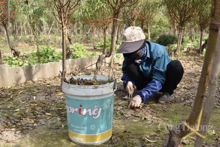 Người trồng đào Nhật Tân tất bật chuẩn bị mùa đào Tết Người trồng đào Nhật Tân tất bật chuẩn bị mùa đào Tết