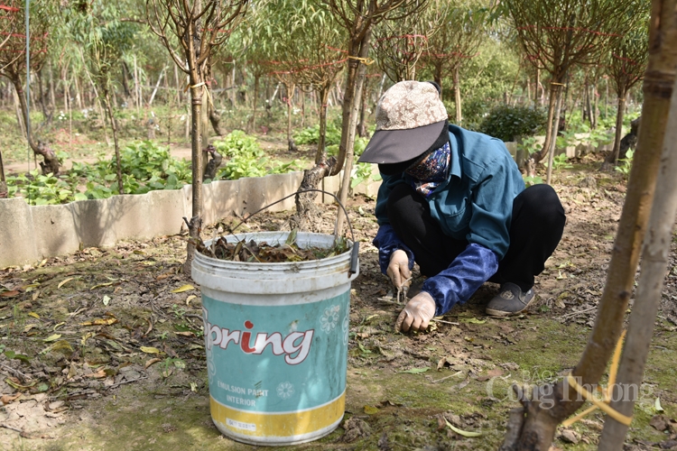 Người trồng đào Nhật Tân tất bật chuẩn bị mùa đào Tết