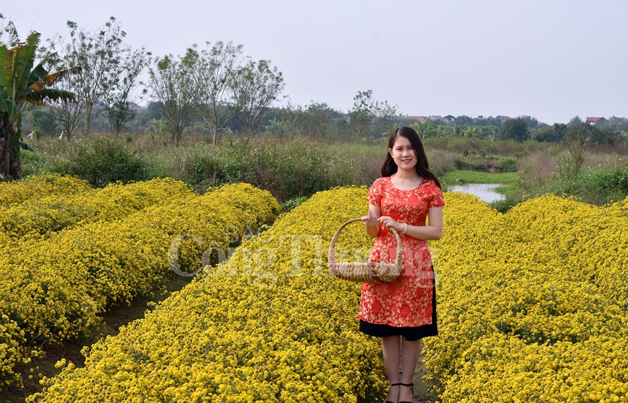 ruc sac vang hoa cuc tien vua bao hieu mua xuan ve