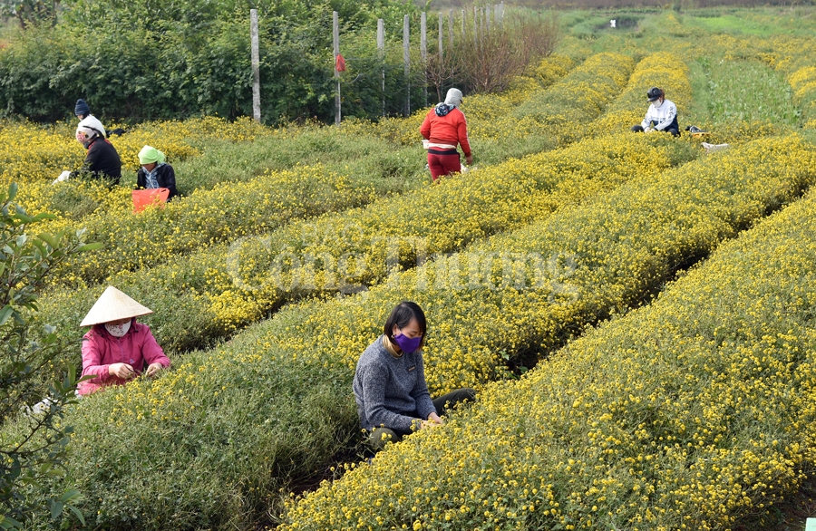 ruc sac vang hoa cuc tien vua bao hieu mua xuan ve