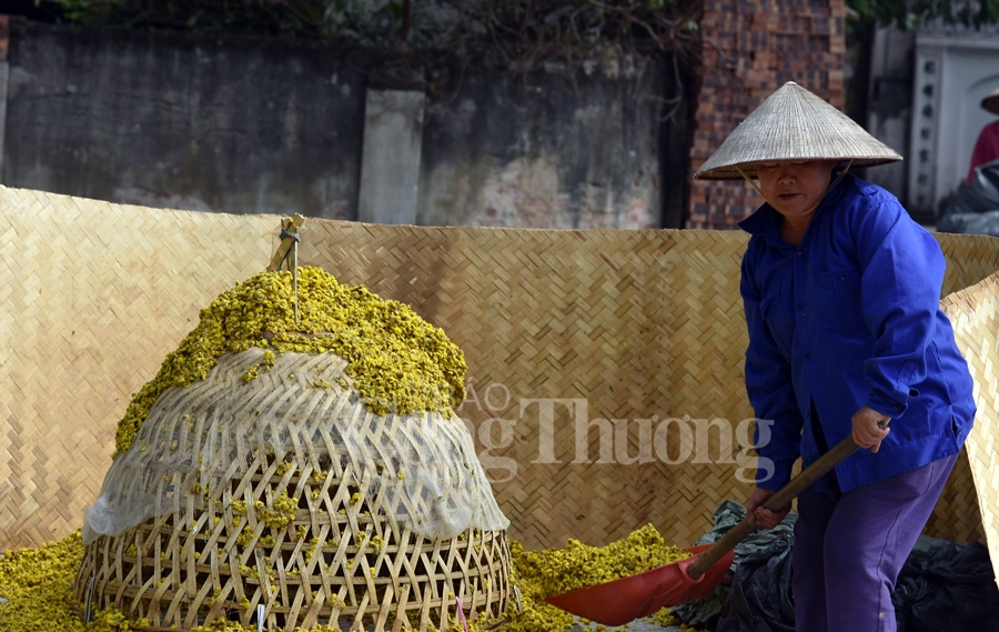 ruc sac vang hoa cuc tien vua bao hieu mua xuan ve