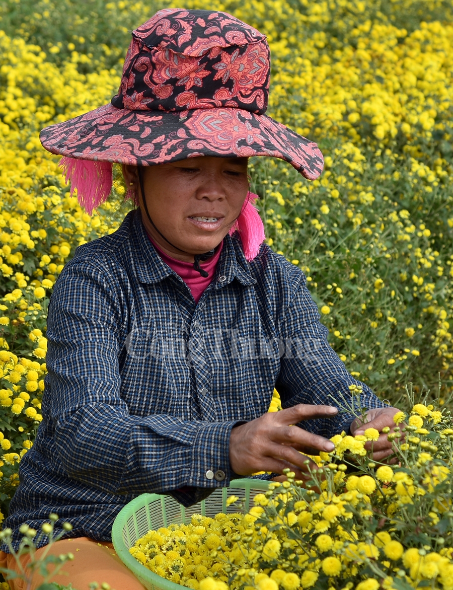 ruc sac vang hoa cuc tien vua bao hieu mua xuan ve