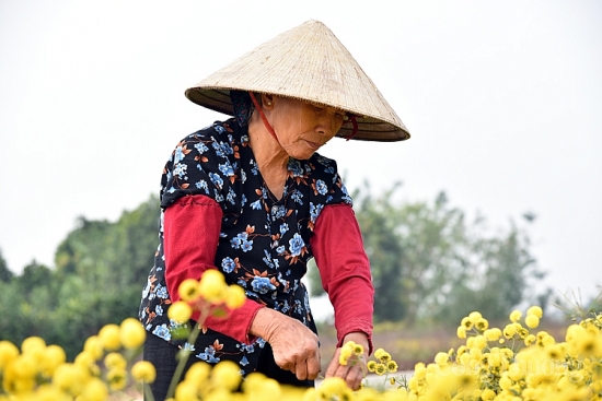 Nhộn nhịp mùa thu hoạch hoa cúc chi Nghĩa Trai