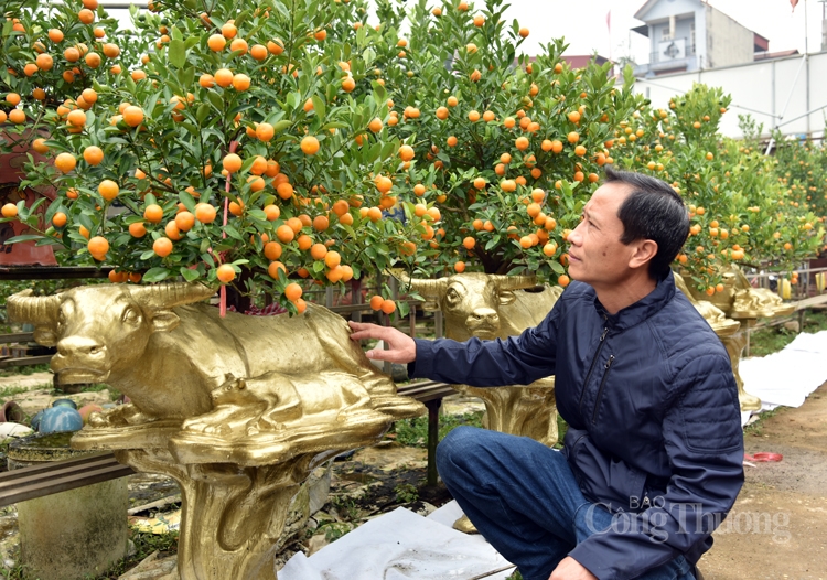 Độc đáo trâu vàng “cõng” quất bonsai phục vụ khách