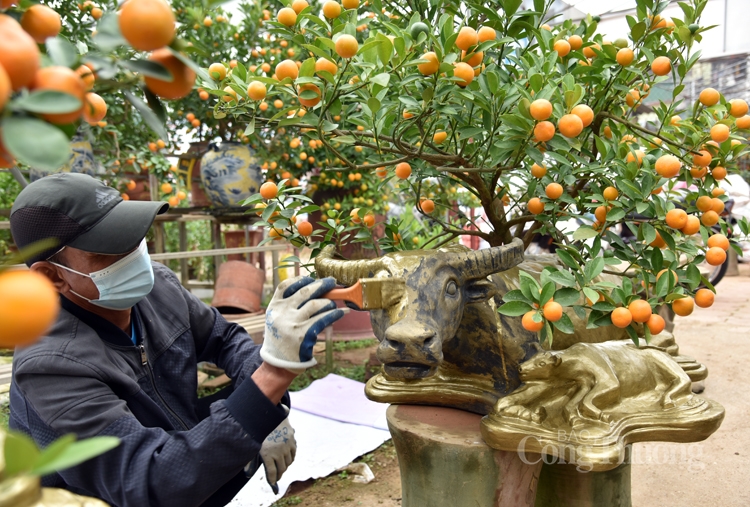 Độc đáo trâu vàng “cõng” quất bonsai phục vụ khách