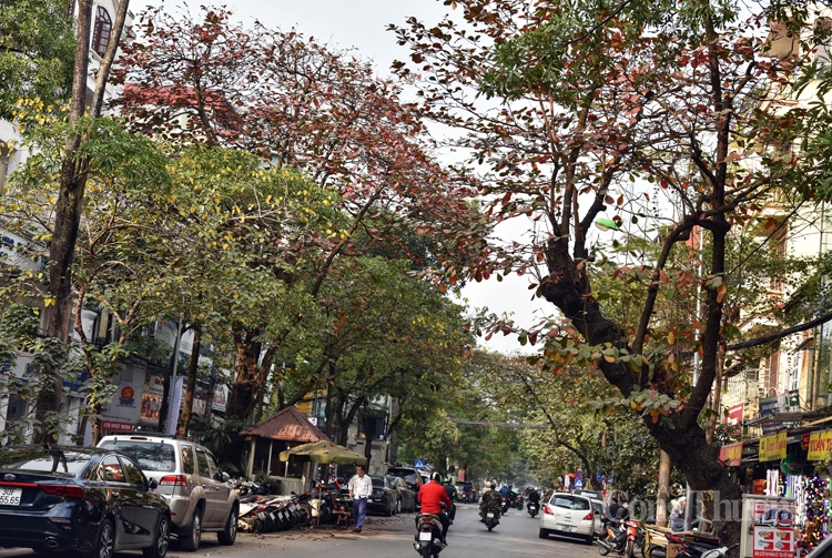 Cây bàng đỏ lá sưởi ấm mùa đông Hà Nội Cây bàng đỏ lá sưởi ấm mùa đông Hà Nội