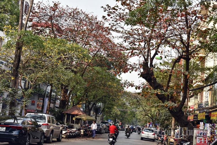 Cây bàng đỏ lá sưởi ấm mùa đông Hà Nội