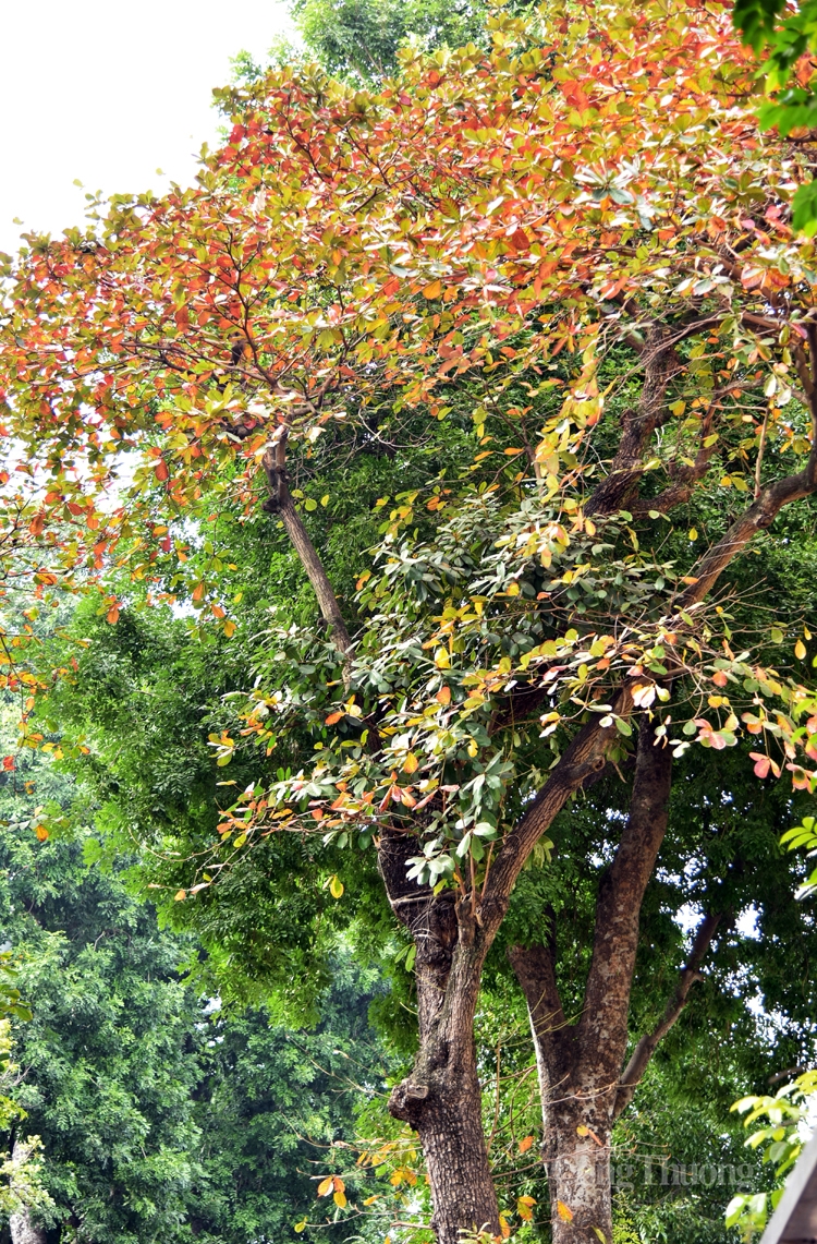 Cây bàng đỏ lá sưởi ấm mùa đông Hà Nội Cây bàng đỏ lá sưởi ấm mùa đông Hà Nội