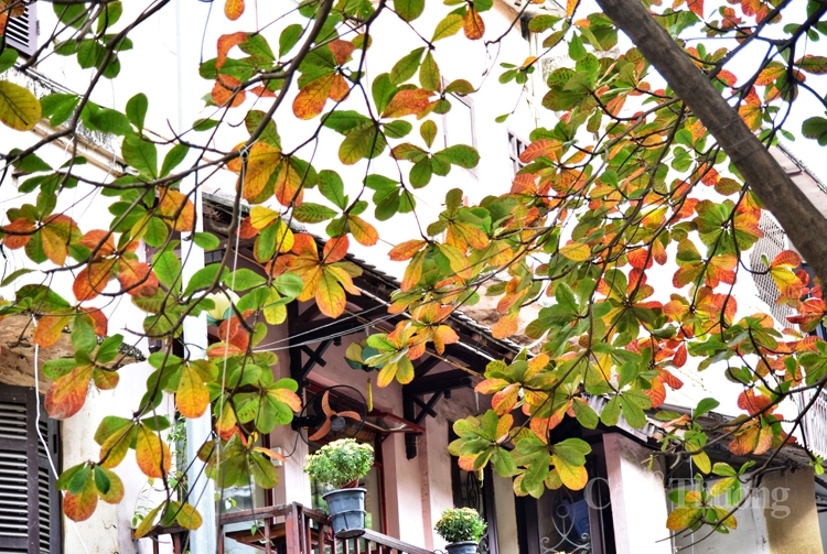 Cây bàng đỏ lá sưởi ấm mùa đông Hà Nội Cây bàng đỏ lá sưởi ấm mùa đông Hà Nội