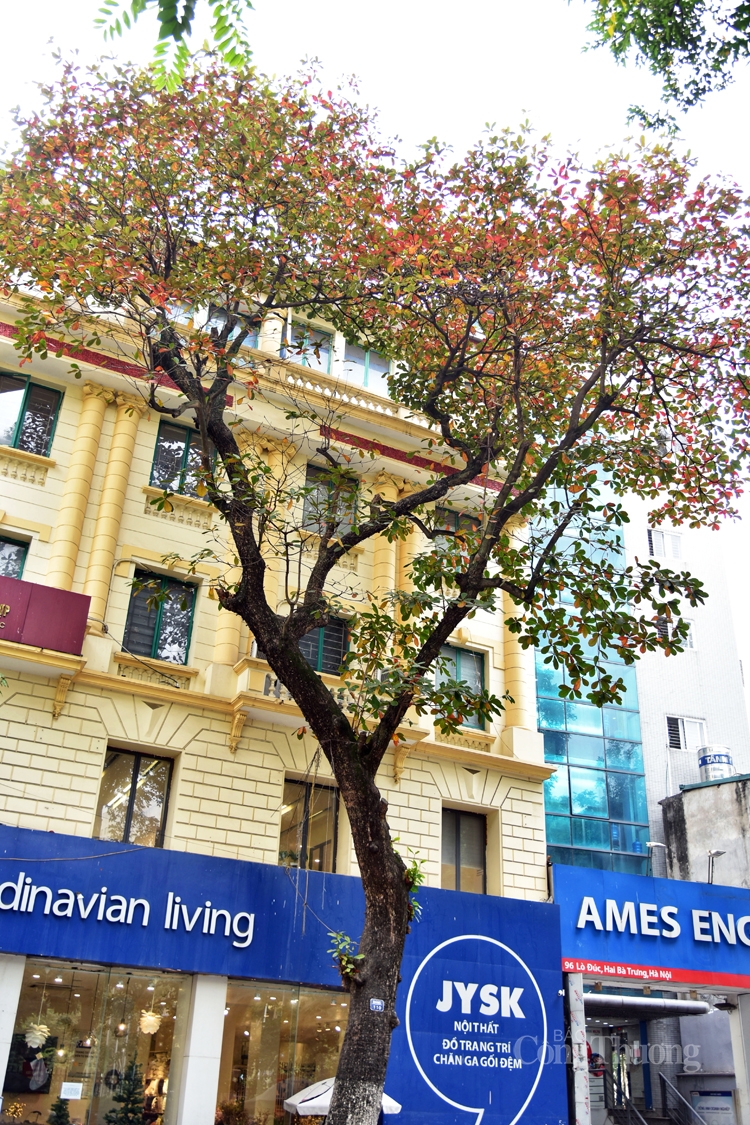 Cây bàng đỏ lá sưởi ấm mùa đông Hà Nội Cây bàng đỏ lá sưởi ấm mùa đông Hà Nội