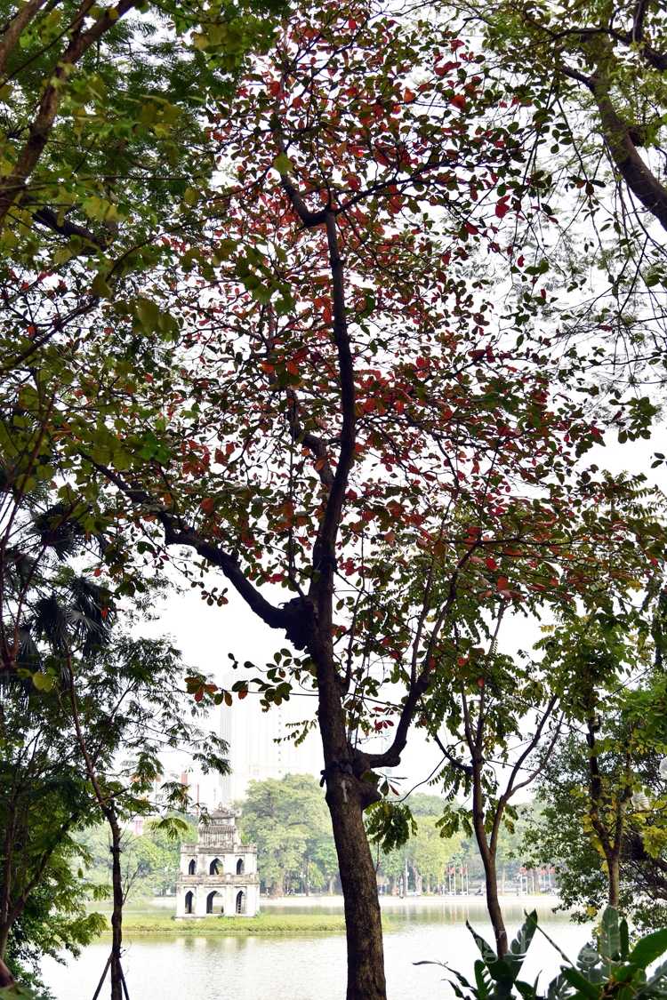 Cây bàng đỏ lá sưởi ấm mùa đông Hà Nội Cây bàng đỏ lá sưởi ấm mùa đông Hà Nội