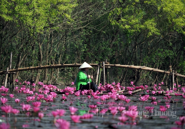 Bình yên suối Yến mùa hoa súng