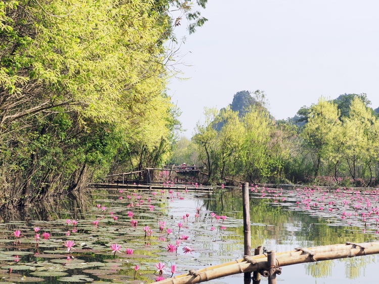 Bình yên suối Yến mùa hoa súng