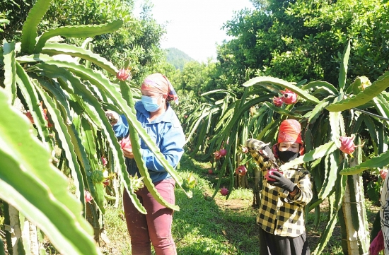 Tăng tiêu thụ thanh long ở thị trường nội địa