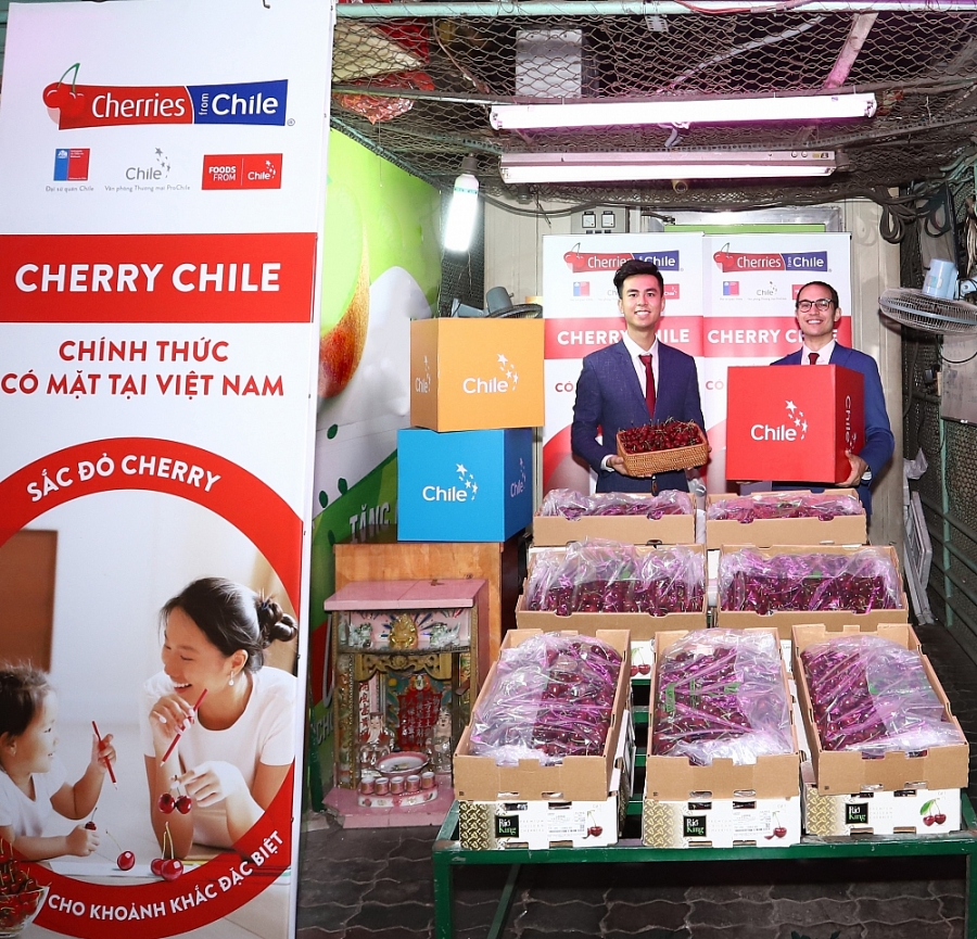 Cherry Chile lần đầu được nhập khẩu vào Việt Nam
