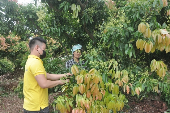 Nâng tầm giá trị và thương hiệu trái vải thiều