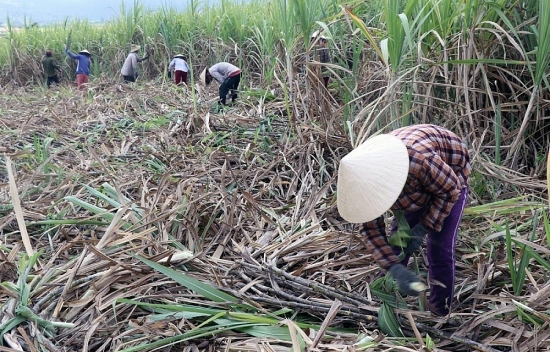 loay hoay bai toan phat trien vung nguyen lieu mia