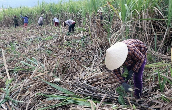 Loay hoay bài toán phát triển vùng nguyên liệu mía